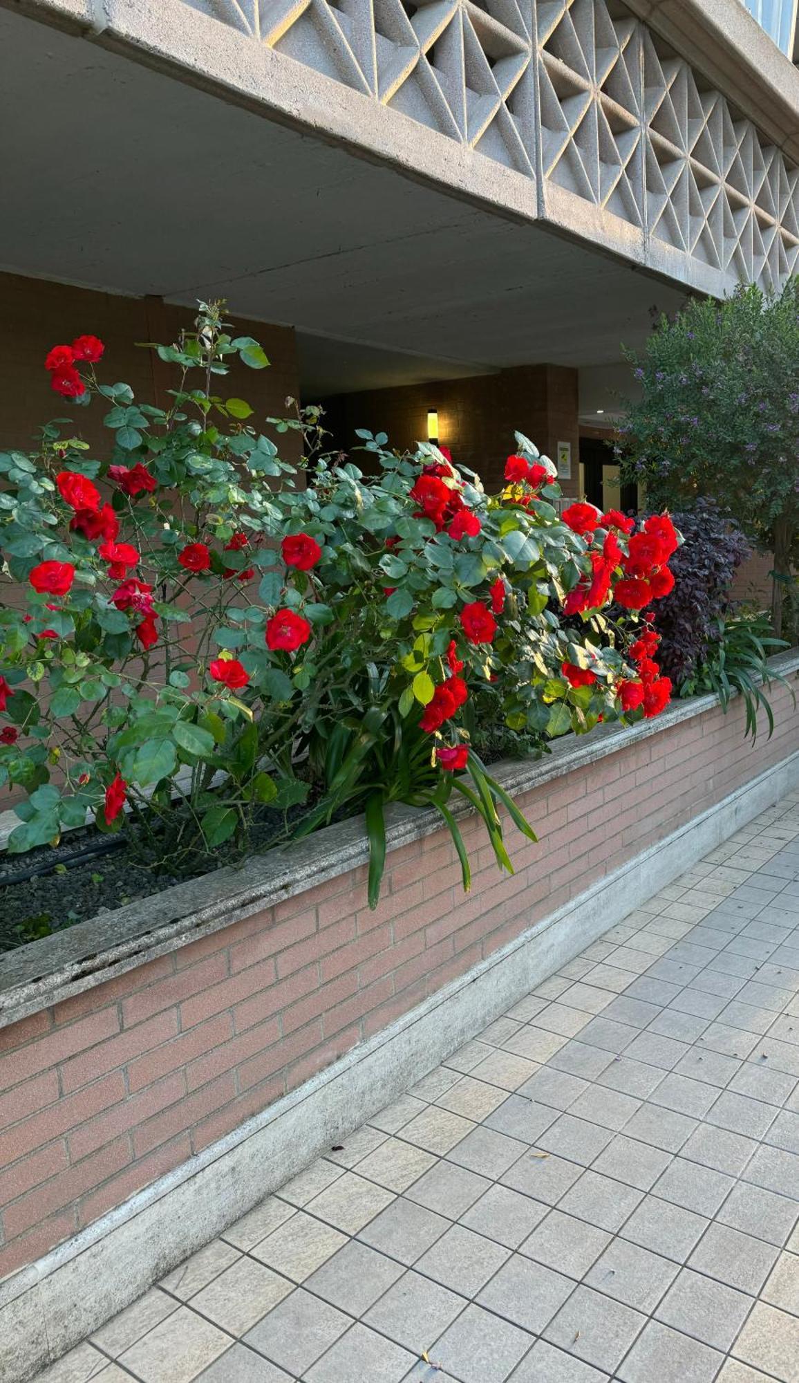 Flaminia Home Roma Exterior foto